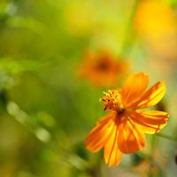 キバナコスモス,道端の草花,お散歩,花散歩,ご近所の画像