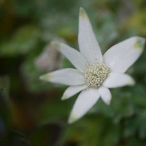 ブーゲンビリア,フランネルフラワー,鉢植え,花のある暮らし,ありがとう❤️の画像