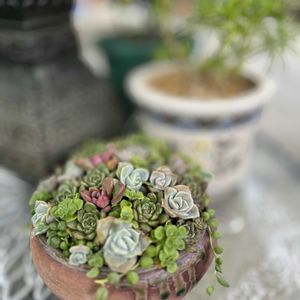 多肉植物,多肉植物寄せ植え,多肉大好き,いつもありがとう♡,多肉植物のある暮らしの画像