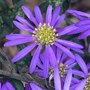 イタリアンアスター,イタリアンアスター,鉢植え,花壇,ガーデニングの画像