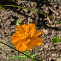 キバナコスモス,千種公園,歩くの大好きの画像