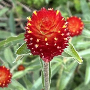 千日紅（せんにちこう）,地植え,花のある暮らし,強い子,綺麗な色の画像