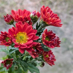 小菊,鉢植え,花のある暮らし,富山支部の画像