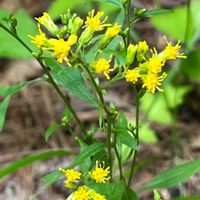 アキノキリンソウ,アキノキリンソウ,リンゴ,黄色の花,今日のお花の画像