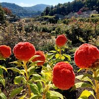 ケイトウ,可愛いお花,平和を願う,茨城県フラワーパーク,癒される花の画像