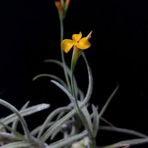 チランジア,ティランジア・クロカータ カッパーペニー,Tillandsia crocata 'Copper Penny',エアプランツ,観葉植物の画像