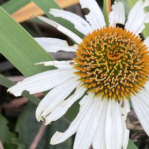 エキナセア,花言葉,おひさま,草花を愛でるの画像