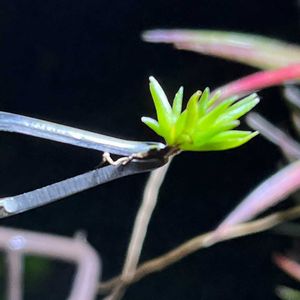 チランジア属,インテリアグリーン,植物のある暮らし,植中毒,エアープランツ/チランジアの画像