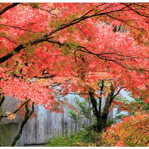 フラワーアレンジメント,もみじ紅葉,光と影,富山支部,古今伝授の里フィールドミュージアムの画像