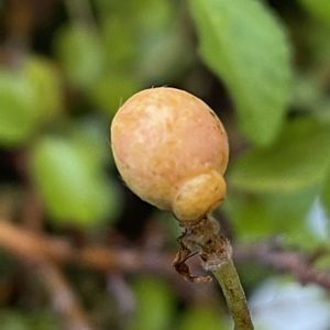 睡蓮木,鉢植え,北陸頑張って♡♡♡,能登の方々頑張って♡,睡蓮木の実の画像