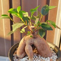 ガジュマル,観葉植物,観葉植物のある暮らし,バルコニー/ベランダの画像