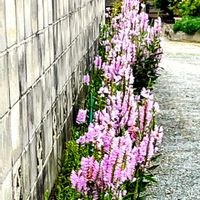 ハナトラノオ,朝の散歩道,以前撮った写真から,ご近所さんの私道にの画像