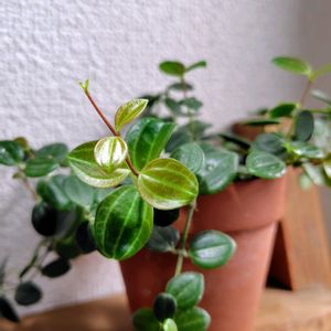 ペペロミア,ペペロミア アングラータ,観葉植物,植物のある暮らし,みどりのある暮らしの画像