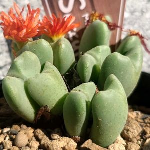 五十鈴玉,コノフィツム 花車,多肉植物,珍奇植物,my succulentの画像