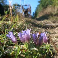 リンドウ,山野草,秋の花,低山,秋の画像