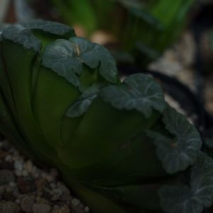 ハオルチア,多肉植物,観葉植物,塊根植物,サボテン科の画像