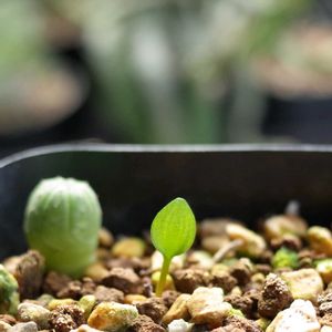 エリオスペルマム パラドクサム,多肉植物,観葉植物,塊根植物,塊根の画像