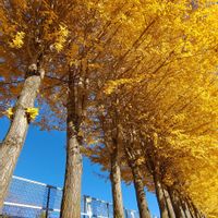 サクラ,銀杏,イチョウ,桜の紅葉,ギンナンの画像