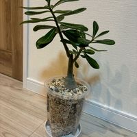 アデニウム,観葉植物,アデニウム属,リビング・ダイニングの画像