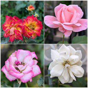 ミニバラ,薔薇,小菊,可愛い,季節の花の画像