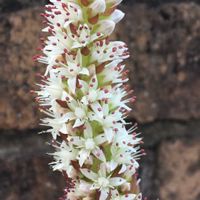 ツメレンゲ,イワレンゲ属,Orostachys  japonica,多肉植物,ベンケイソウ科の画像