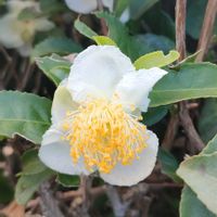 イチジク,茶の木の花,茶の木の花,旅先にて,福岡県の画像