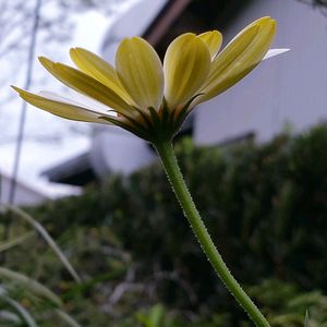 オステオスペルマム,オステオスペルマム　ホワイト,ホワイトの蕾✨,寄植え,白い花の画像