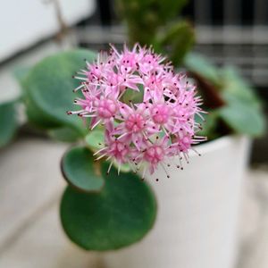 ミセバヤ,多肉植物,鉢植え,挿し芽,ピンクの花の画像