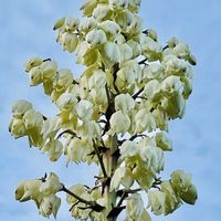 ユッカ,ユッカ（青年の木）,植物園,秋晴れの画像