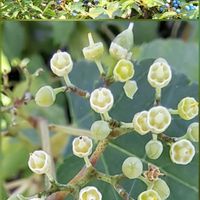 野葡萄,ノブドウ,ノブドウの実,ノブドウの花,感謝の画像