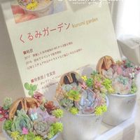 多肉,エケベリア,多肉植物 寄せ植え,多肉植物 寄せ植え,くるみの画像