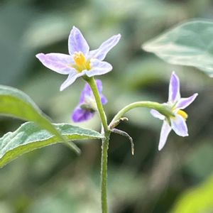 アメリカイヌホオズキ,一年草,実物,お散歩中,ナス科の画像