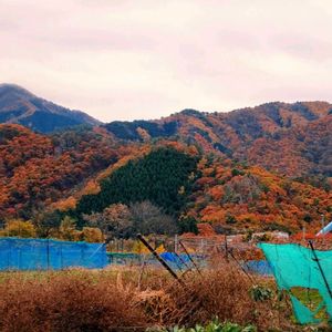 自然,風景,山,秋,畑の画像