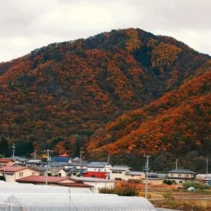 自然,風景,山,秋,畑の画像