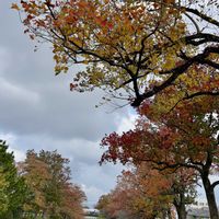 ナンキンハゼ,紅葉（こうよう）,水のある風景,多様性を愛する会の画像