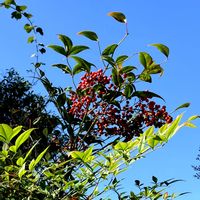 南天,万両,トキワサンザシ,野薔薇の実の画像