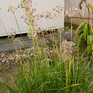 ニラ,広い庭の画像