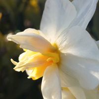 スイセン,水仙,お花,今日の花,今日のお花の画像