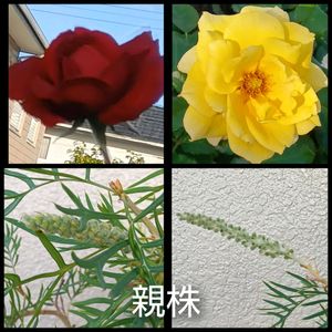 鉢植え,地植え,四季咲き,花のある暮らし,オーストラリア原産の画像