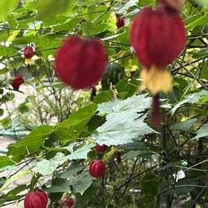 アブチロン,アブチロン (チロリアンランプ),アブチロン (チロリアンランプ),鉢植え,花のある暮らしの画像