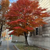 ナナカマド,メタセコイア,モミジ(紅葉),平和を願う,バラと夢CLUBの画像