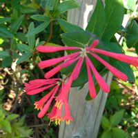 ツキヌキニンドウ,公園,花のある暮らし,植物大好き,人に優しくの画像