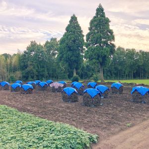 ラッカセイ,ラッカセイ,ラッカセイ,落花生,ダイモンジソウ 紅の和の画像