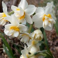 スイセン,八重咲きスイセン,今日のお花,蔵出しpicの画像