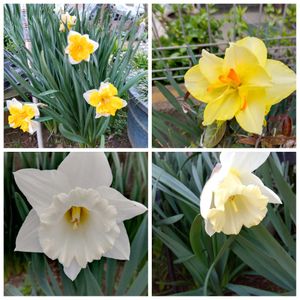 地植え,花のある暮らし,楽しみです,私の癒やし,駐車場の花壇にの画像