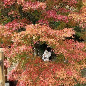 紅葉,植中毒,TANIKU MY LOVE,いいねありがとうございます♪,ペキニーズあんの画像