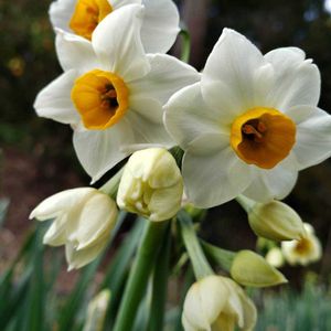 水仙,花のある暮らし,白いお花,今日のお花,広い庭の画像