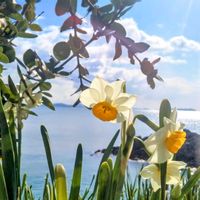 スイセン,水仙,お花,今日の花,そらの画像