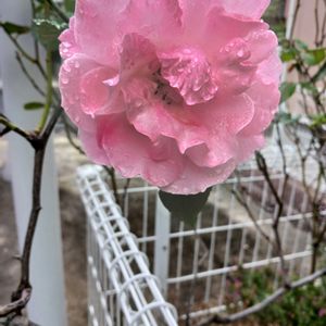 花のある暮らし,ピンクのバラ♡,広い庭の画像