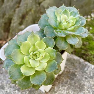 エケベリア,ベンバディス,Echeveria 'Ben Badis',多肉植物,succulentの画像